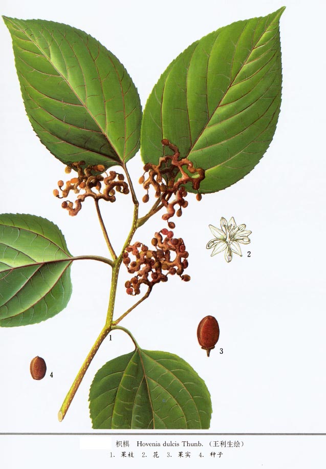 枳椇子提取物101