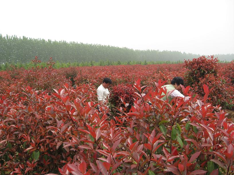 红叶石楠价格，红叶石楠球价格，红叶石楠树价格